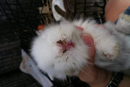 兔子鼻子旁边掉了一块毛怎么回事