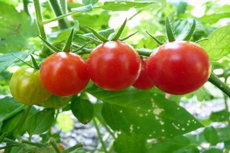 西红柿为什么长着会没有龙头