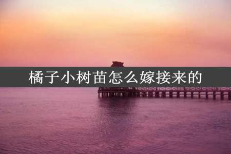 橘子小树苗怎么嫁接来的