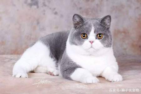 重阳节买的猫叫什么