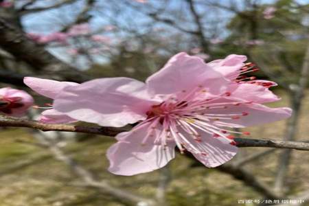 怎么理解一枝独秀不是春,百花齐放春满园