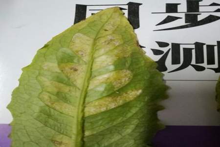 油麦菜病虫害及叶片特征