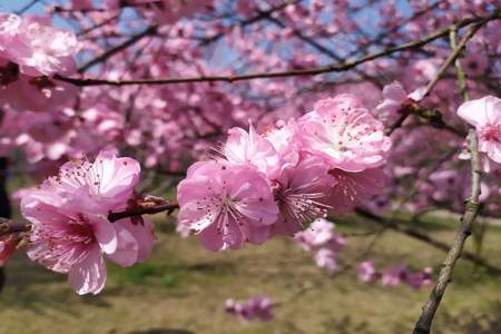 有的桃花一朵朵缀满了枝头,近看如什么