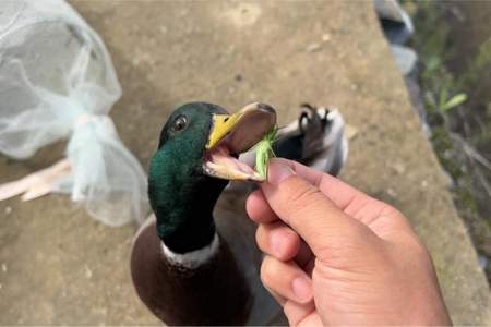 鸭子怎么抓更容易