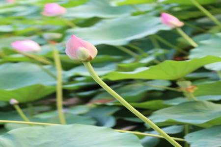 池塘里的荷花开了那是夏天的什么