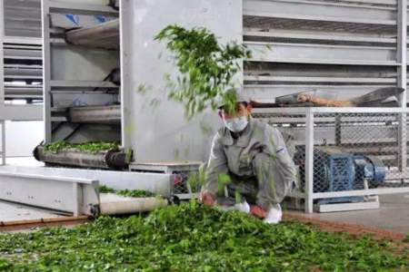 茶叶生产与加工技术是做什么的