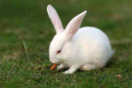 兔子厌食怎么办
