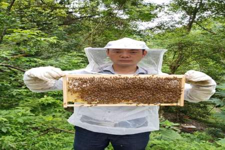 九月蜜蜂出勤率高什么原因