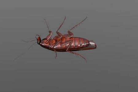 在古代，人们怎么称呼蟑螂的