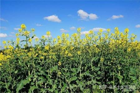 顶吉油800油菜种怎么样