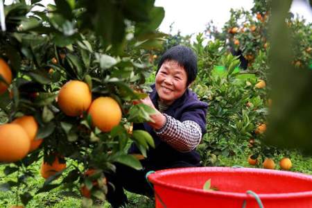 捡茶果怎么发朋友圈