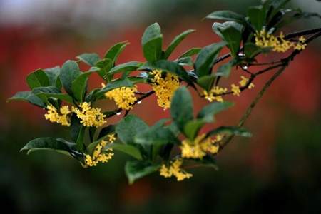 一什么桂花成语填空