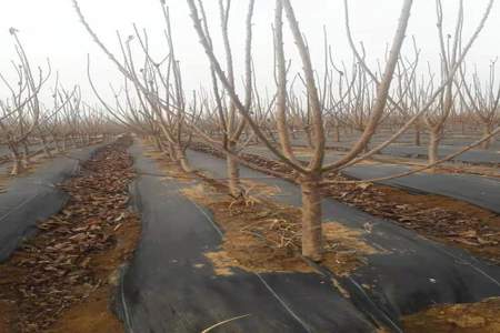 基本农田种樱桃树处理建议