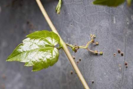 爬山虎就是这样一脚一脚地往上爬的。运用了什么修辞手法