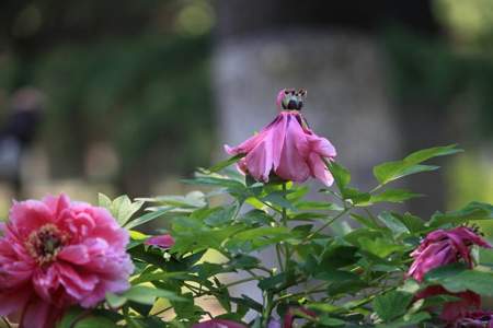 落花已枯且祝你笃行什么意思