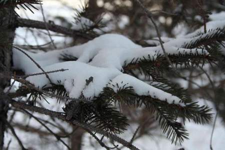 1936年世界上第一次人工做出的雪结晶是用什么动物的毛