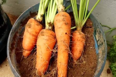 在家种植红萝卜需要什么工具