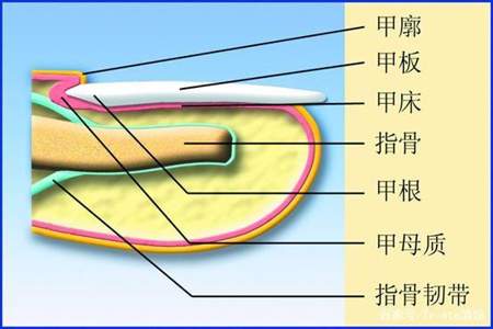 指甲架构怎么做