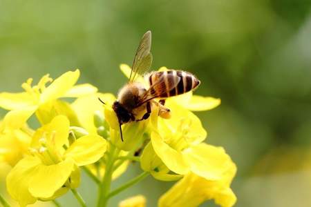 蜜蜂采蜜比喻什么