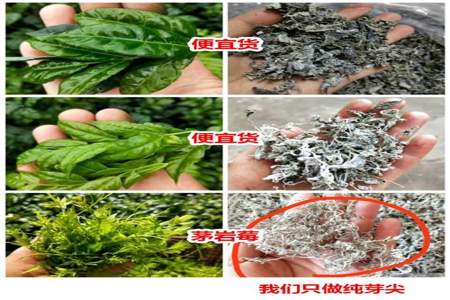 莓茶多少度水泡好