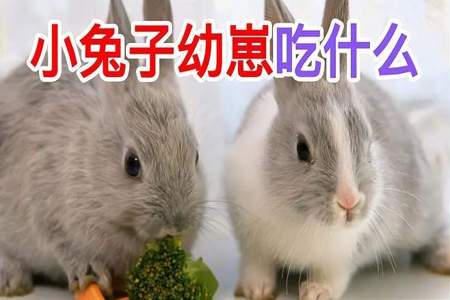 小兔子都吃什么