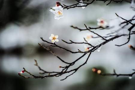 遥知不是雪为有暗香来突出了梅花的什么特点