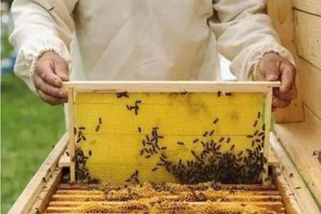 校门口买的蜜蜂怎么孵化