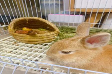 兔子不吃胡萝卜怎么办