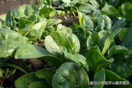 11月种什么菜合适