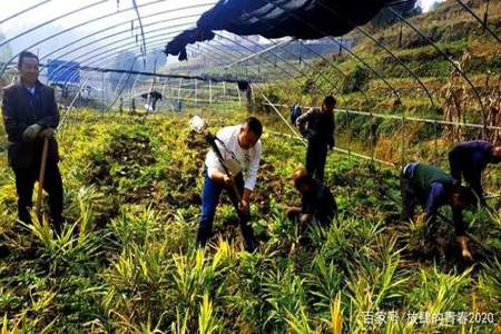 洋姜可以在光伏板下种植吗