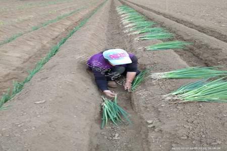 什么季节拔大葱葱不空