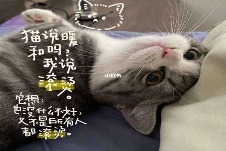 为什么喜欢文学的人都喜欢养猫