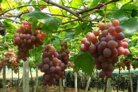 葡萄怎么种植