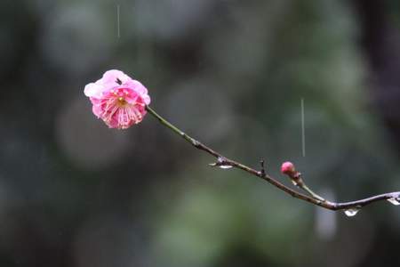 雨连连是什么意思