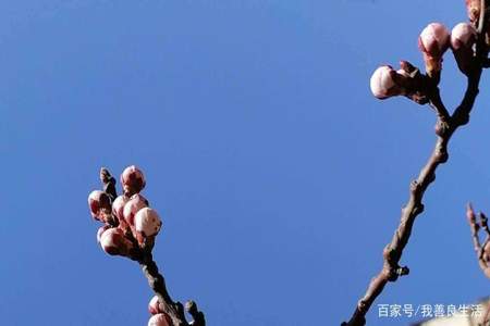 春天来了花骨朵什么填空