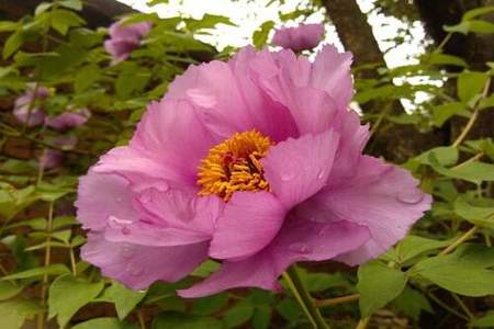 20万芙蓉是什么意思