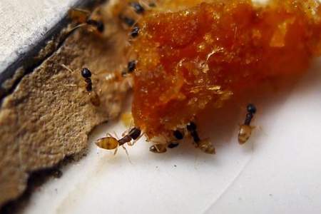 白菜地里有蚂蚁怎么消除