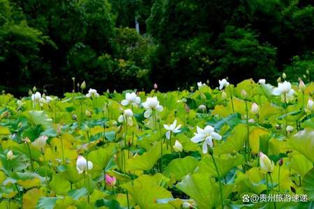 接天莲叶无穷碧的是什么季节