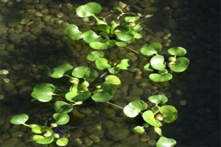 鱼池养什么水生植物能净化水