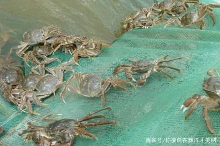 河蟹在什么情况下可以不喂食