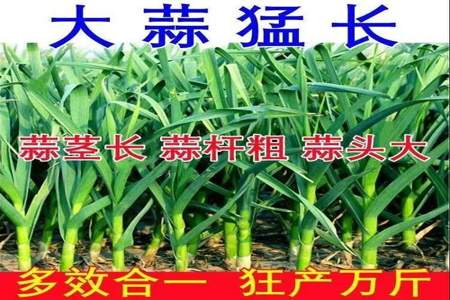 葱姜蒜先锋什么时候使用