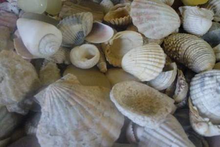家里怎么养海贝壳
