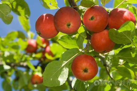 满树的红苹果像一什么孩子的笑脸