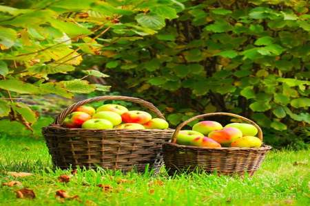 苹果像什么,比喻成什么在秋天