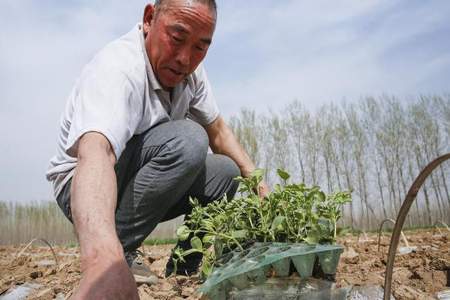 女人三亩地指的什么