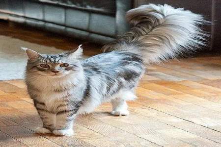 猫的尾巴像什么比喻