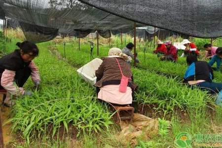 种植药材怎么卖掉