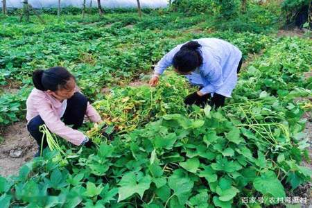 红薯蔓最佳控旺方法是什么