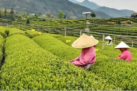 秋风有信茶香有约是什么意思