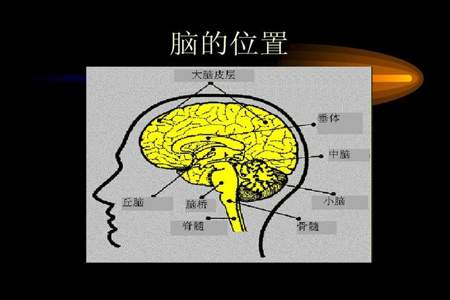 初一生物大脑主要由什么无组织构成